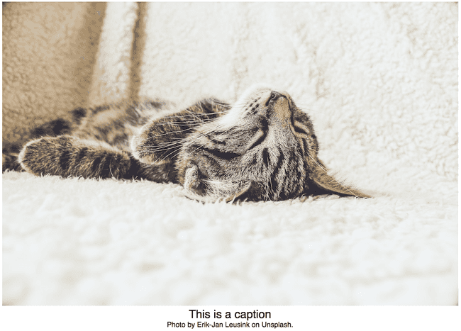 Sleeping cat