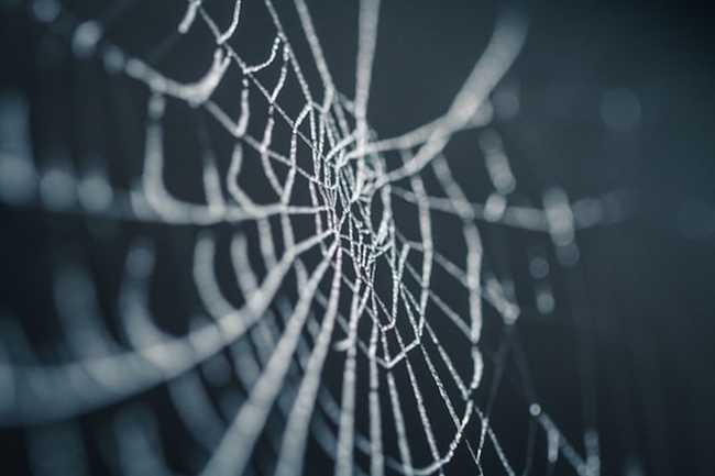 Closeup of a spider web